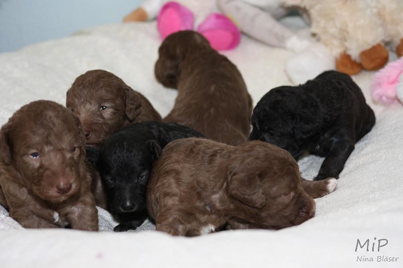 2011-05-15 Puppies Candy & Svet (39).jpg